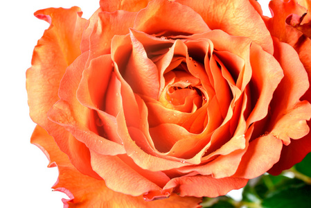 橙色玫瑰花瓣