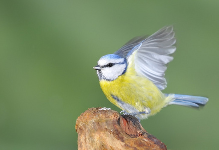 蓝雀，cyanistes 鸢