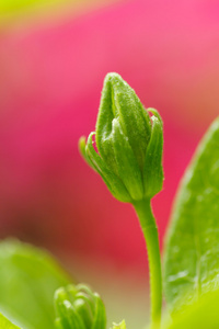 芙蓉花蕾