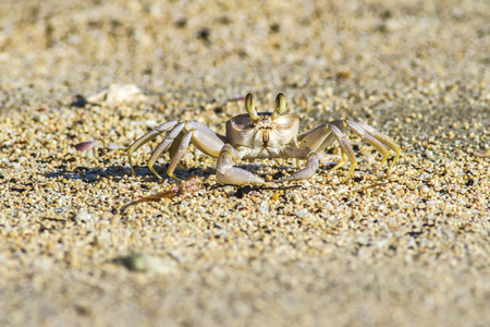 螃蟹的沙滩上