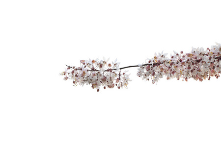 野生喜马拉雅山樱桃孤立的白色背景上