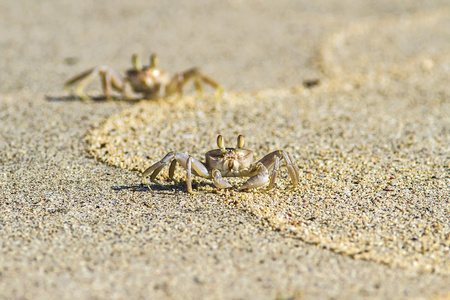 沙滩螃蟹图片