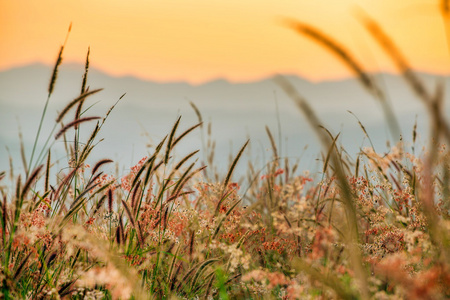 美丽的草场草对高山的夕阳