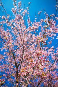 粉色樱花樱花树