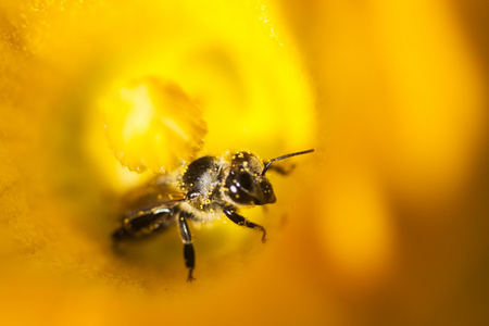 南瓜花里面的蜂蜜蜜蜂的详细信息