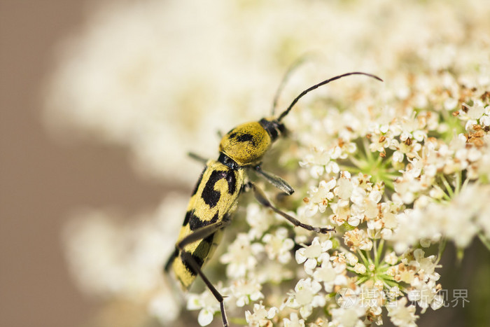 上一朵白花大黄色小虫