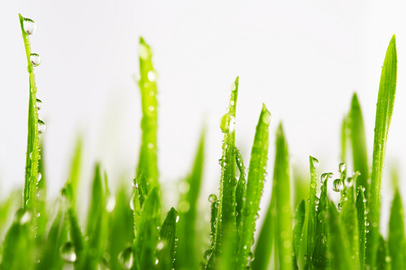 绿草湿与孤立的叶片上的露珠