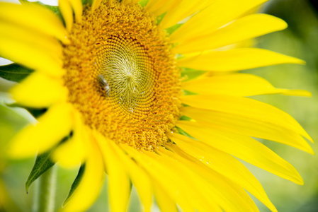 在 sunflower7 上的蜜蜂