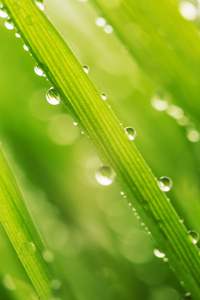 绿色湿的草与叶片上的露珠