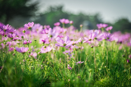 garden1 紫色波斯菊