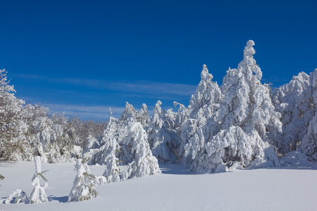 冬季冰天雪地森林