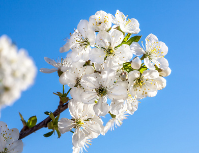 朵朵白花与树