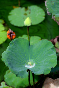 莲花灯泡和叶图片