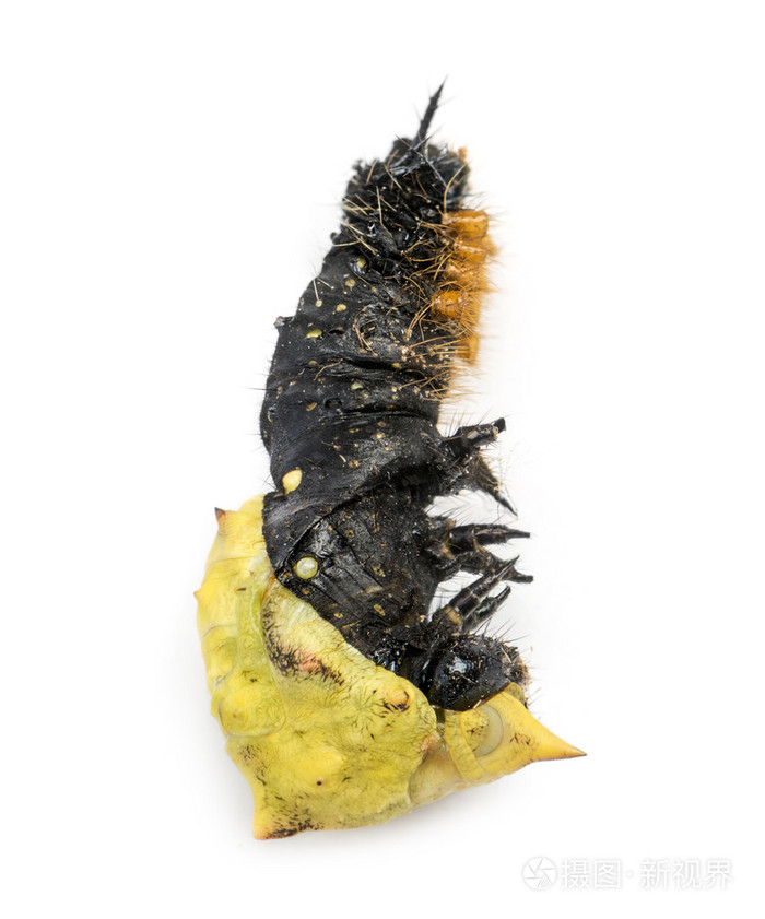 死毛毛虫化蛹而出的wh上孤立