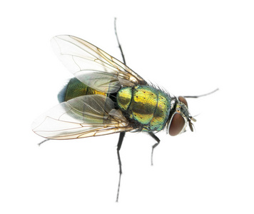 从看起来高，phaenicia 蝇的常见绿色的瓶子飞