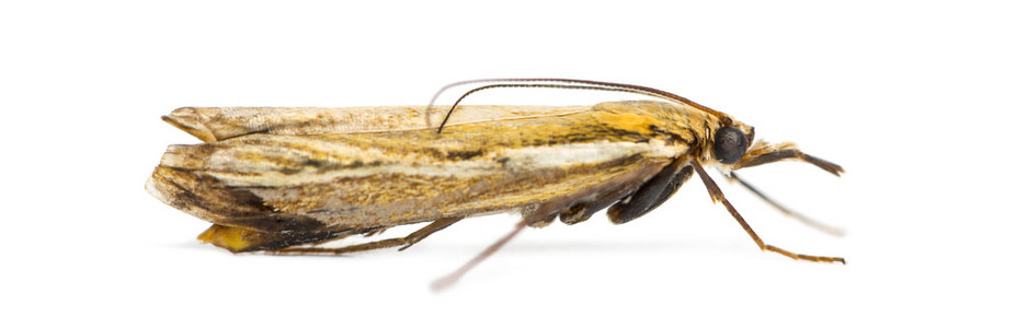 agriphila tristella，孤立的白色衬底上的侧视图