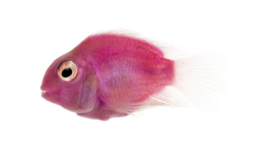 粉色淡水鱼游泳，被隔绝的白色衬底上的侧视图