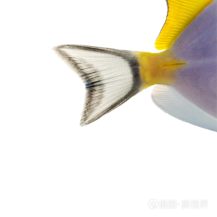 特写镜头的粉蓝塘尾鳍，acanthurus leucoste