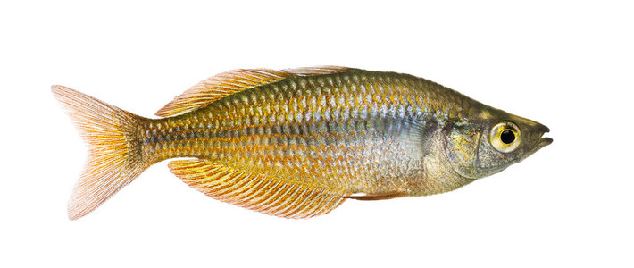 东部的 rainbowfish，melanotaenia splendida 运化的侧视图