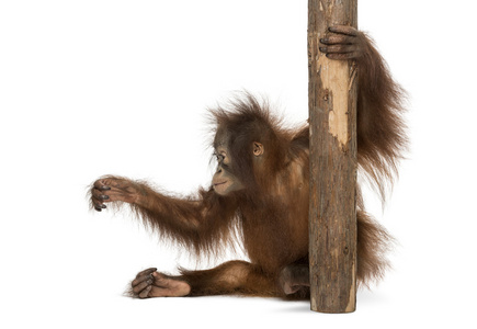 坐着，坚持 tre 年轻婆罗洲猩猩的侧视图