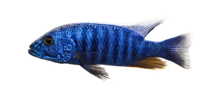 电动的蓝色 hap，sciaenochromis ahli 孤立的侧视图