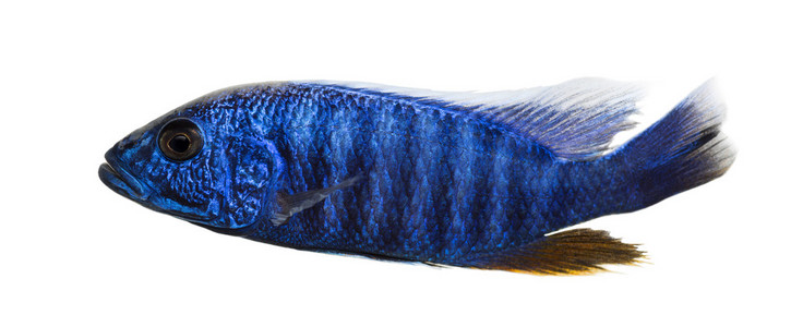 电动的蓝色 hap，sciaenochromis ahli 孤立的侧视图