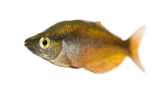 东部的 rainbowfish，melanotaenia splendida splendida 分离