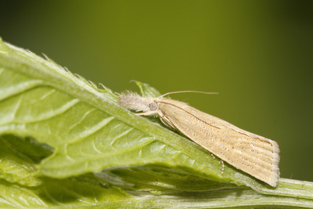 鳞翅目成虫图片