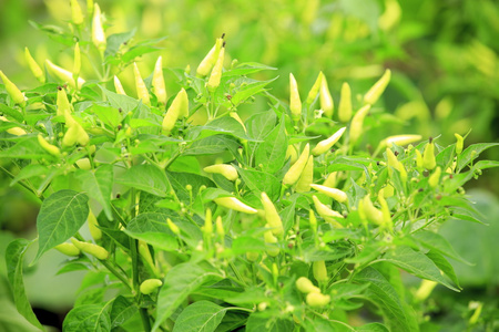 芝麻植物