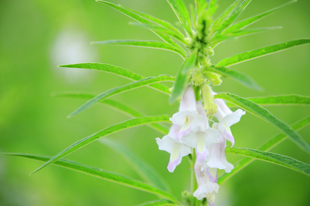 芝麻植物