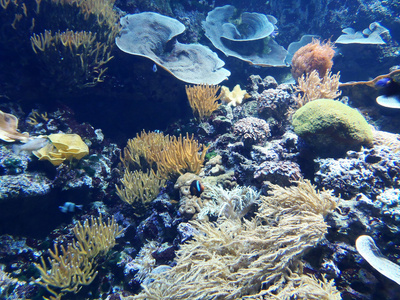 多彩的盐水水族馆