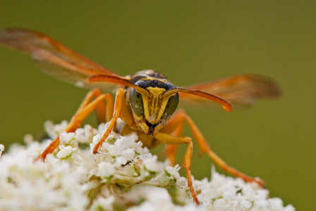 一只黄蜂在一朵花上的肖像