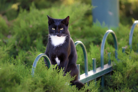 坐在花园的篱笆上的黑猫图片