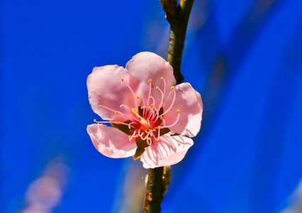 盛开的樱花