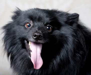 黑犬用灿烂的笑容