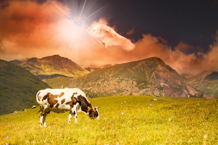 牛放牧对山和日落天空背景
