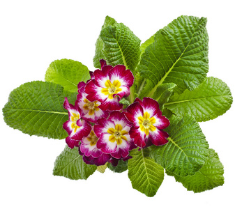 盛开的樱草花报春属植物夜来香照片 正版商用图片1feh4i 摄图新视界 盛开的樱草花报春属植物夜来香照片 正版商用图片1feh4i 摄图新视界