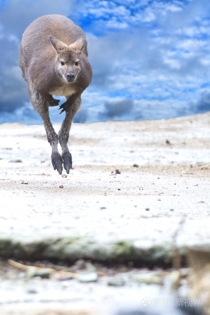 而在多云的天空背景上跳跃的袋鼠