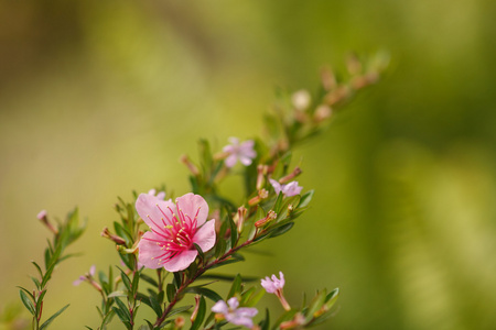 美丽的樱花