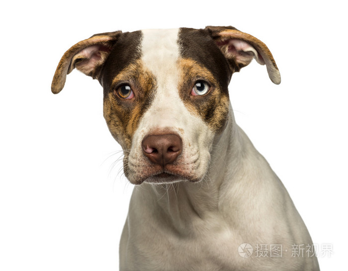 看着相机,墙上眼睛的杂种狗的特写镜头是照片-正版商用图片1ez15e-摄