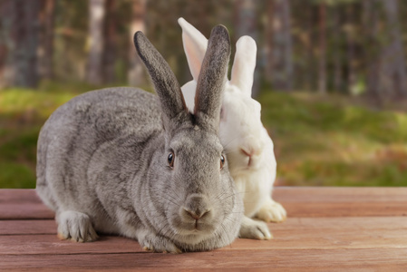 两个可爱的兔子们户外