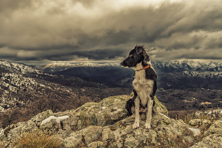 边境牧羊犬坐在岩石与雪盖山