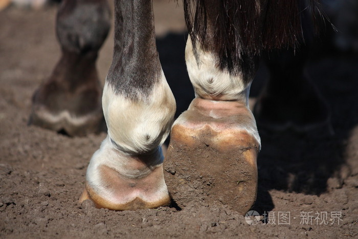 马腿的特写
