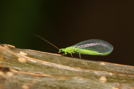 Lacewing    