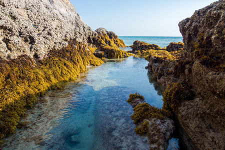 岩石和海藻 羊栖菜某地 攀牙湾泰国