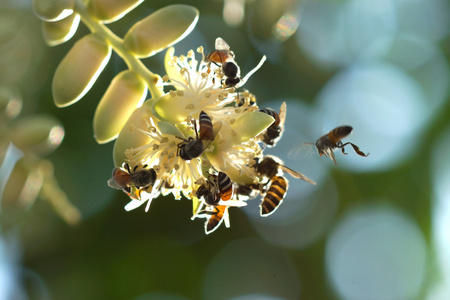 吸花花蜜植物图片