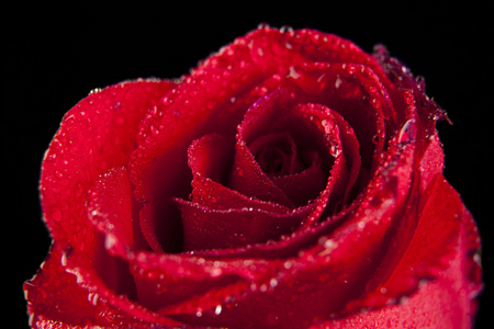 露水珠的红玫瑰图片