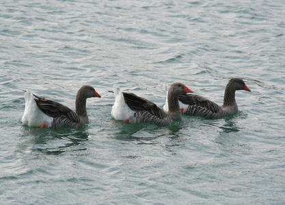 三只鹅在水中游泳图片