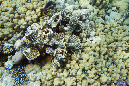 水下的珊瑚