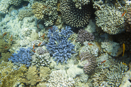 stylophora pistillata 珊瑚